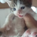 4/21生まれの子猫　癒し顔のキジシロ