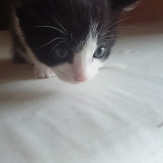 4/21生まれの子猫　黒白ハチワレ