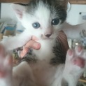 4/21生まれの子猫　キジシロ鼻黒くん