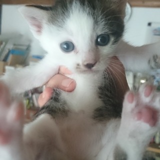 4/21生まれの子猫　キジシロ鼻黒くん