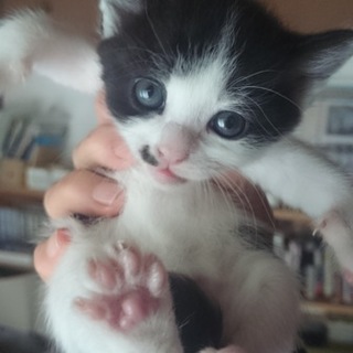 4/21生まれの子猫　黒白ハチワレ鼻黒