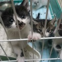 かわいい子猫5匹
