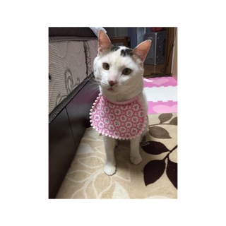 里親さん募集中