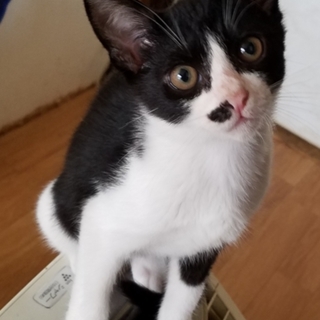 仔猫らしい仕草を見せてくれる癒し系の男の子♪