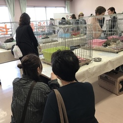 グループねこさとSHIZUOKA譲渡会
