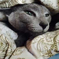 ちょこ