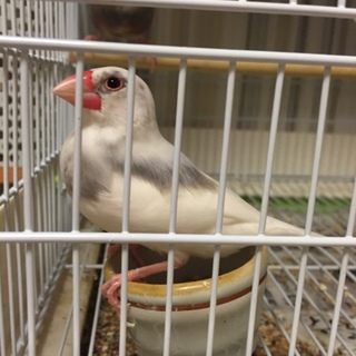 文鳥の里親募集