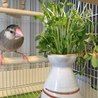 文鳥の里親募集 サムネイル2
