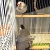 文鳥の里親募集 サムネイル3