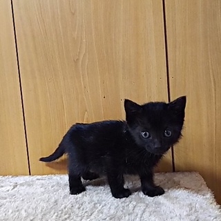 この子を新しい家族に迎えて下さい