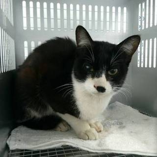 大至急！今日が期限です！助けて！