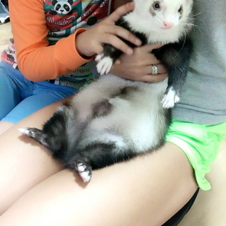 カナディアンフェレット