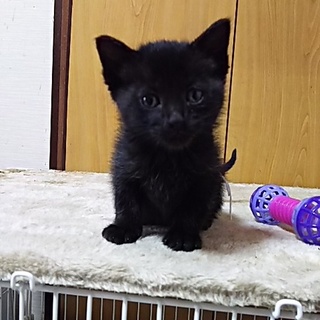 この子を新しい家族に迎えて下さい