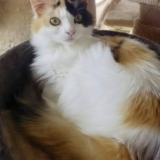 スコティッシュ×メイクーンの女の子