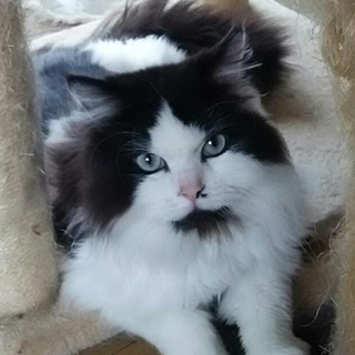 ペルシャ×ラグドールの男の子