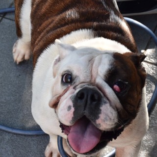 トライアル決定おてんばさんのブルドッグ