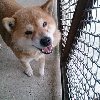 【返還】お家へ帰りました！笑顔満点の柴おばちゃん♀