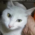 猫会＊健康チェック、避妊済＊一歳美人白猫