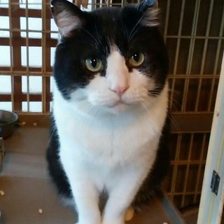 ☆募集一時停止　保健所からレスキュー☆