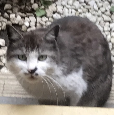 雑種の甘えん坊な野良ネコさん 埼玉県 猫の里親募集 ペットのおうち 月間利用者150万人