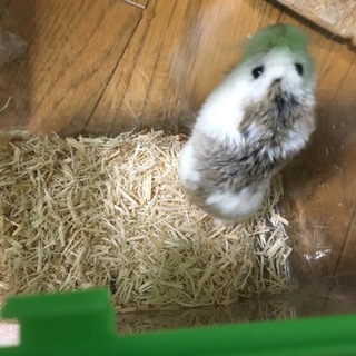 ロボロフスキーハムスター パイド メス