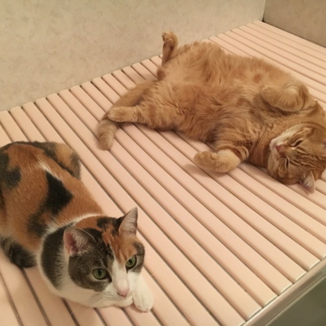 ノワール0424のカバー写真