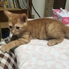 足デカにゃん