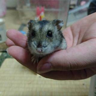 ハムスター三匹！里親見つかりました☆