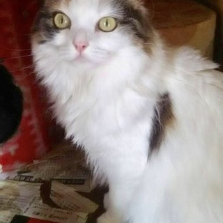 スコティッシュフォールドの女の子