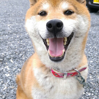 にっこにこのきよしの家族を探しています