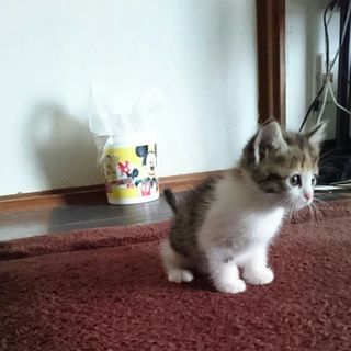 ４月１３日に生まれました。元気に育っています。