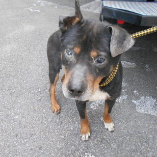 殺処分対象です