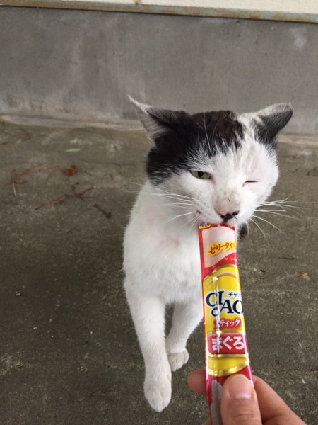 よこねこ :: ペットのおうち【里親決定30万頭！】