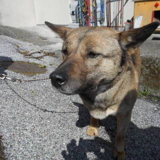 殺処分対象です