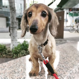 飼い主に二度捨てられても人を信じています★ハニエル