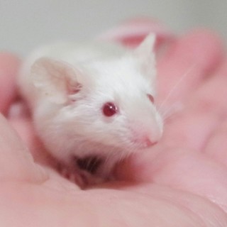 サテンのマウス