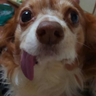 飼い主が末期癌の為、急募しています！