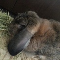 フレンチロップイヤー ラビット