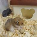 ゴールデンハムスター里親募集