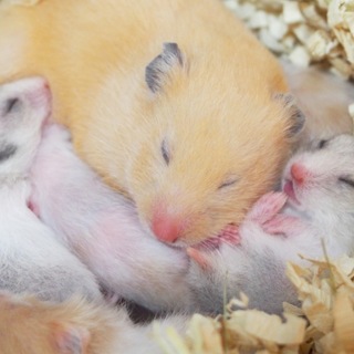 シルバーグレー里親募集中