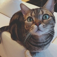 猫次郎