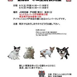 第8回　戸田ニャンコおたすけ隊　猫里親会開催