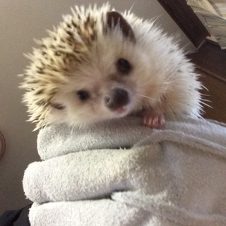 ハリネズミ オス♂ 