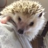 ハリネズミ オス♂  サムネイル2