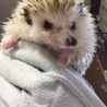 ハリネズミ オス♂  サムネイル3