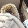 ハリネズミ オス♂  サムネイル4