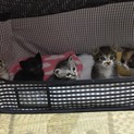 600g❤️子猫ちゃん兄弟
