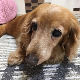 ダックスの女の子