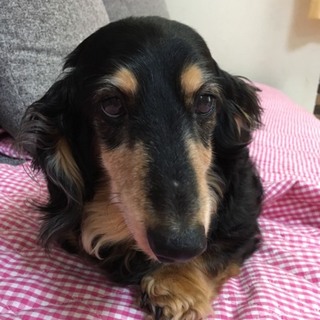 ダックスの男の子