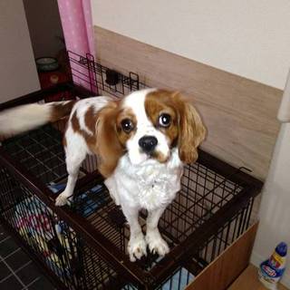 キャバリアの男の子です